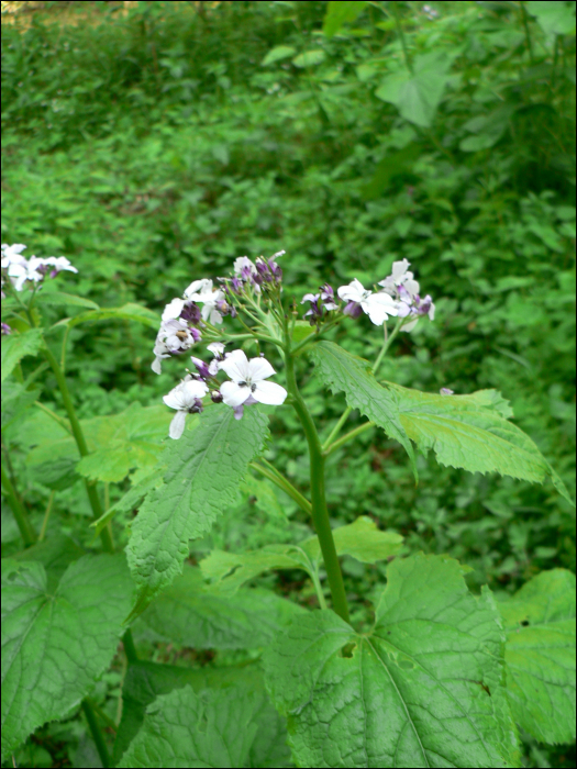 Lunaria rediviva