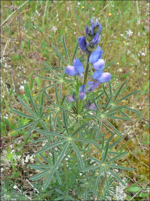 Lupinus angustifolius