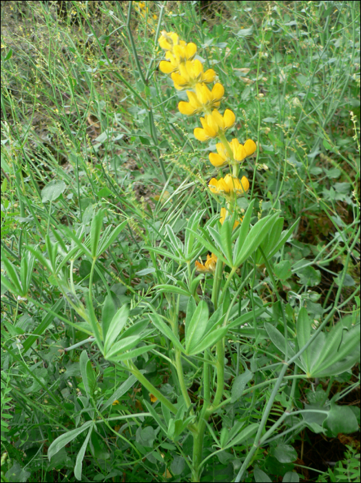 Lupinus luteus