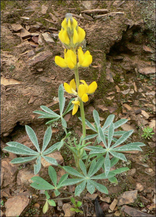 Lupinus luteus