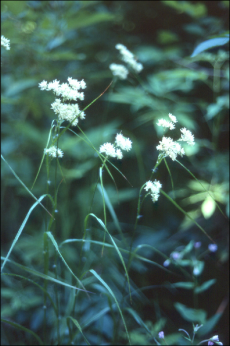 Luzula nivea (L.)