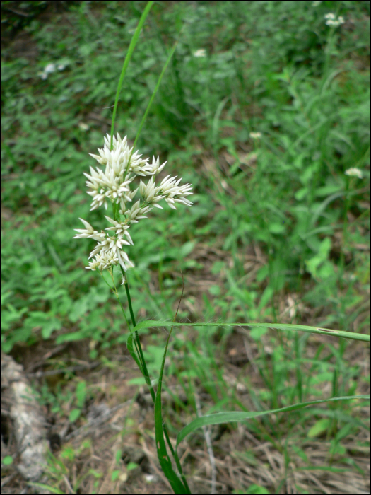 Luzula nivea (L.)