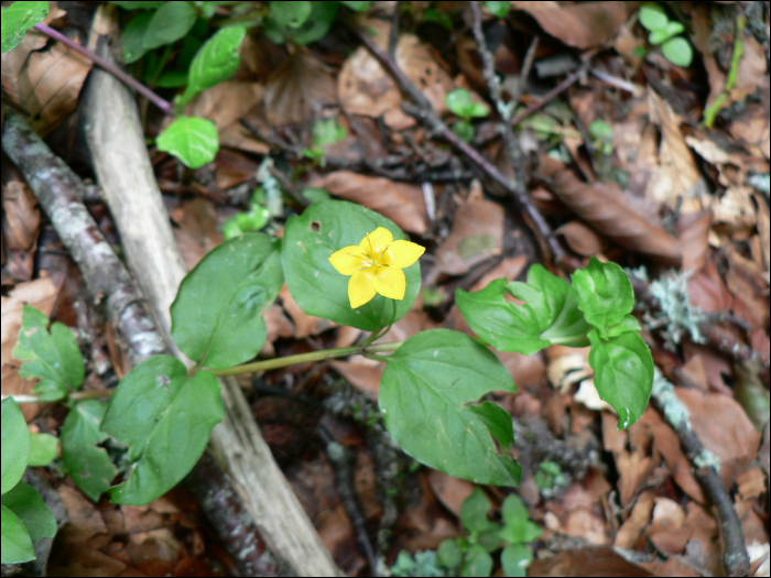 Lysimachia nemorum