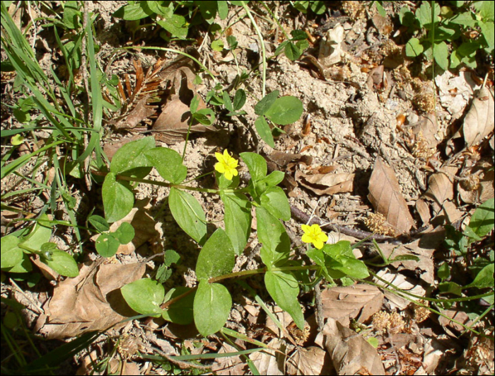 Lysimachia nemorum