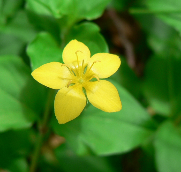 Lysimachia nemorum