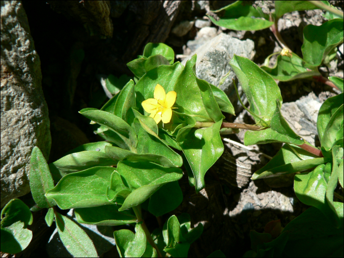 Lysimachia nemorum