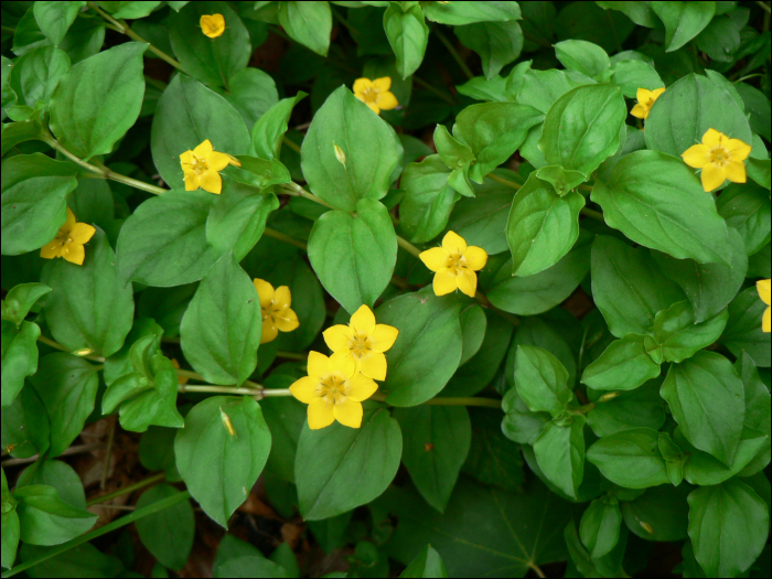 Lysimachia nemorum