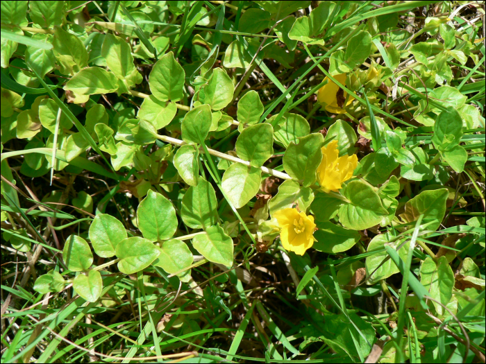 Lysimachia nummularia L.