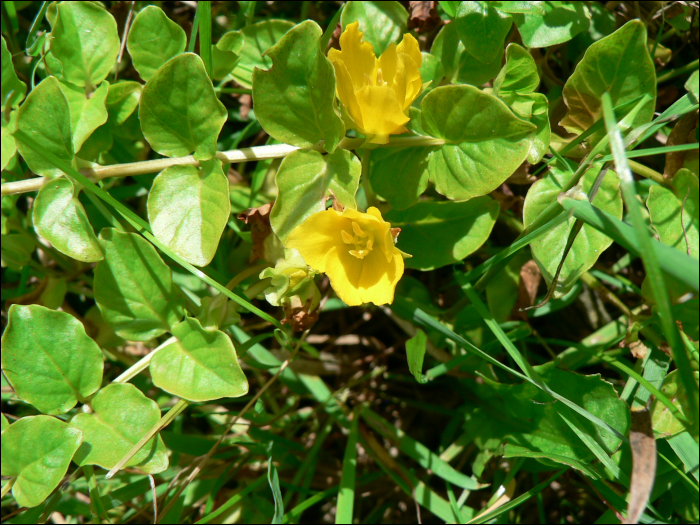 Lysimachia nummularia L.