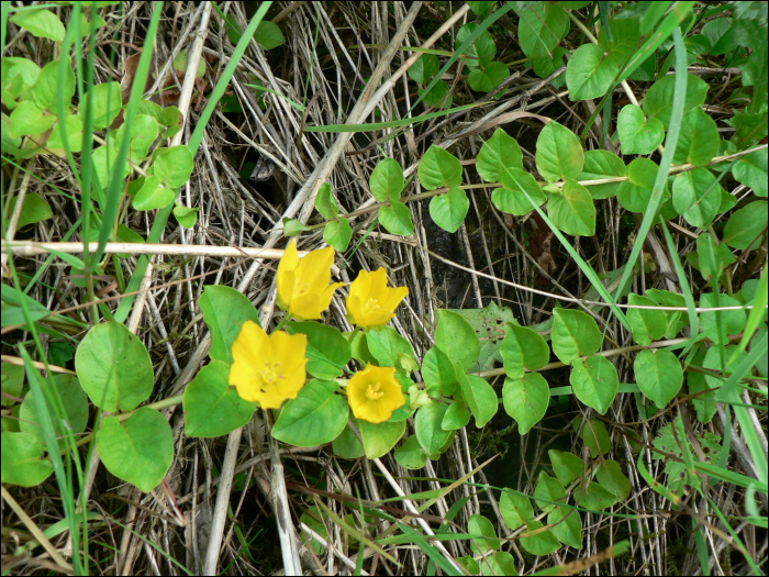 Lysimachia nummularia L.