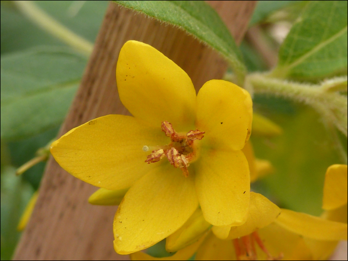 Lysimachia vulgaris L.