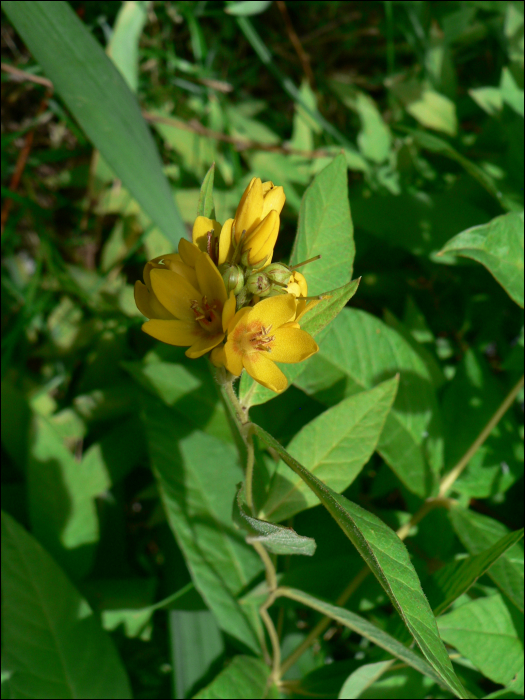 Lysimachia vulgaris L.