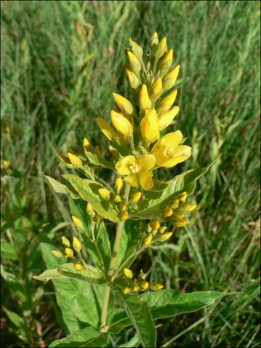 Lysimachia vulgaris L.