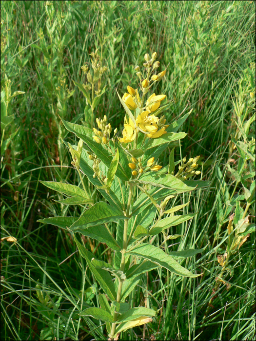 Lysimachia vulgaris L.