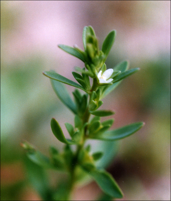 Lythrum hyssopifolium