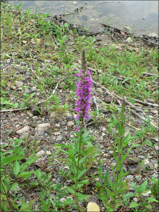 Lythrum salicaria L.