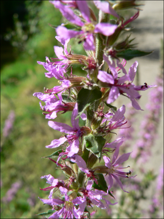 Lythrum salicaria L.