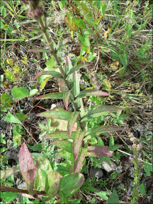 Lythrum salicaria L.