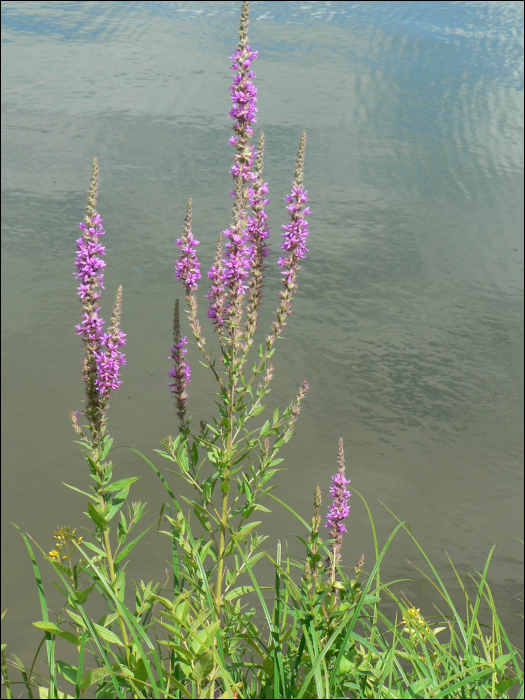 Lythrum salicaria L.