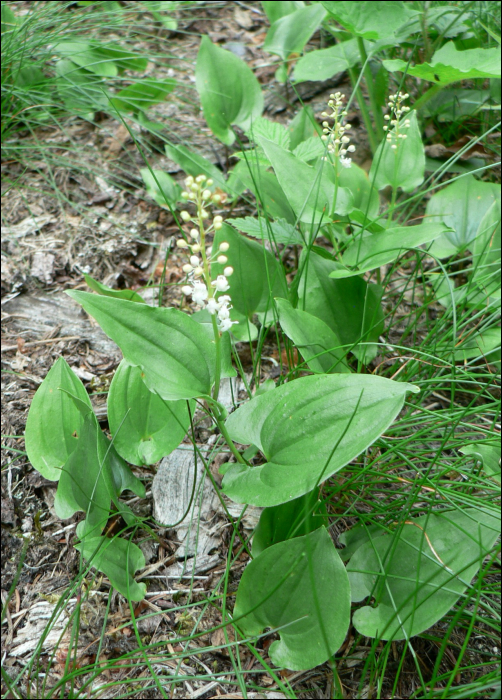 Maianthemum bifolium Schn.