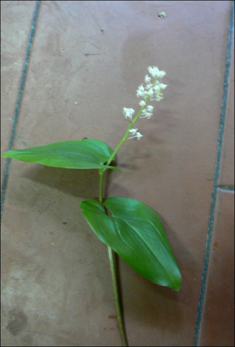 Maianthemum bifolium Schn.