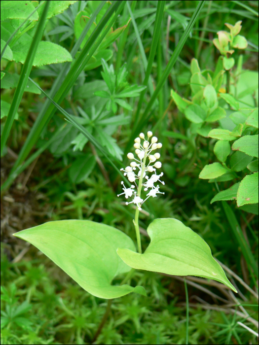 Maianthemum bifolium Schn.