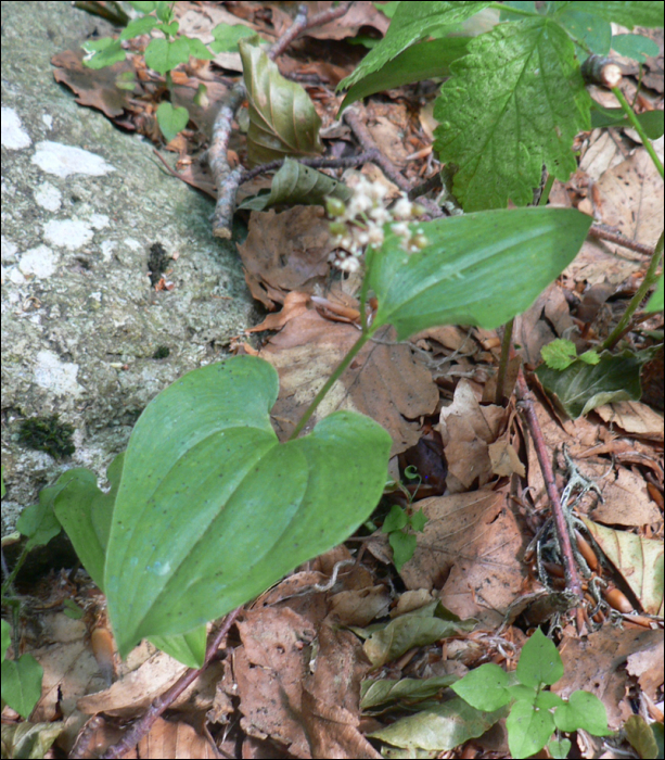 Maianthemum bifolium Schn.