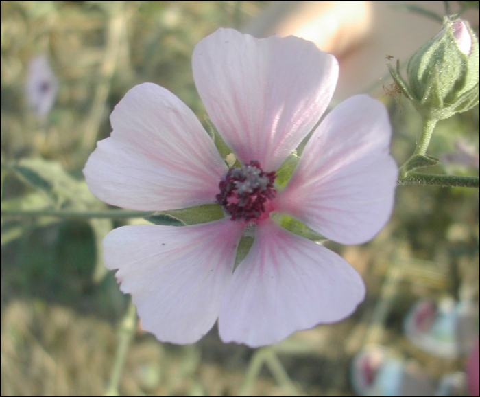 Malva alcea