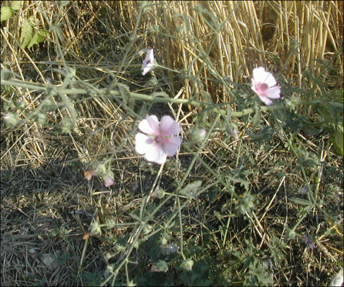 Malva alcea