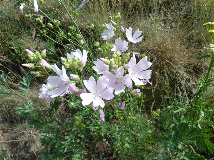 Malva moschata L.