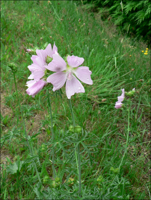 Malva moschata L.