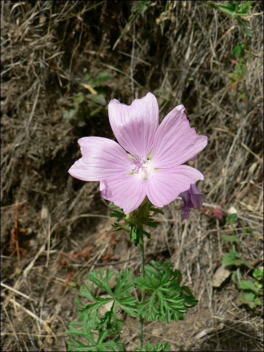 Malva moschata L.