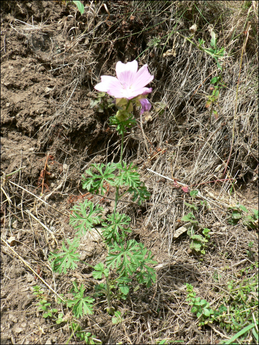 Malva moschata L.