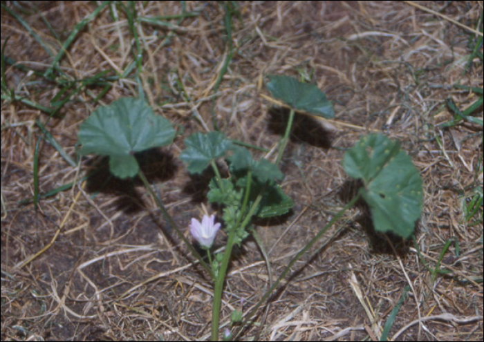 Malva neglecta Walbr.