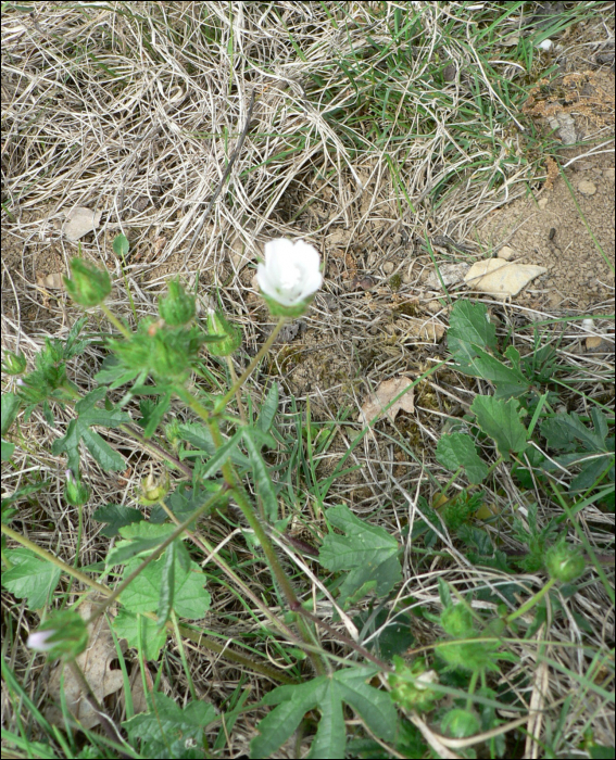 Malva setigera (M. hirsuta)