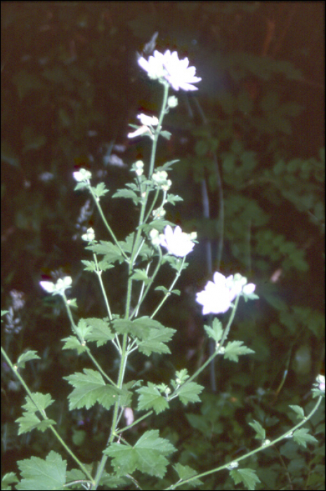 Malva sylvestris L.