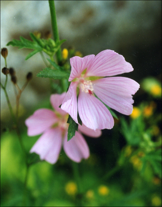 Malva sylvestris L.