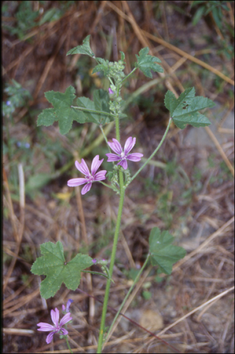 Malva sylvestris L.