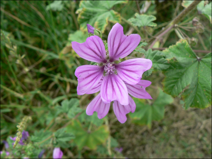 Malva sylvestris L.