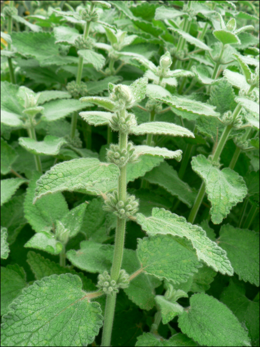 Marrubium vulgare L.