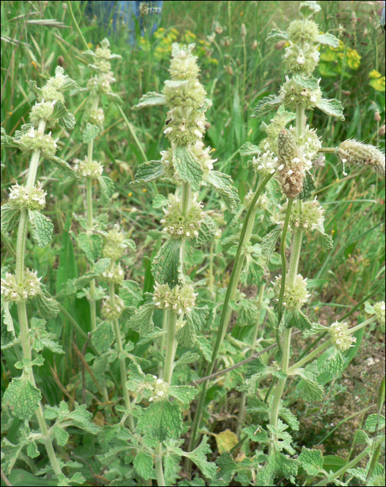 Marrubium vulgare L.