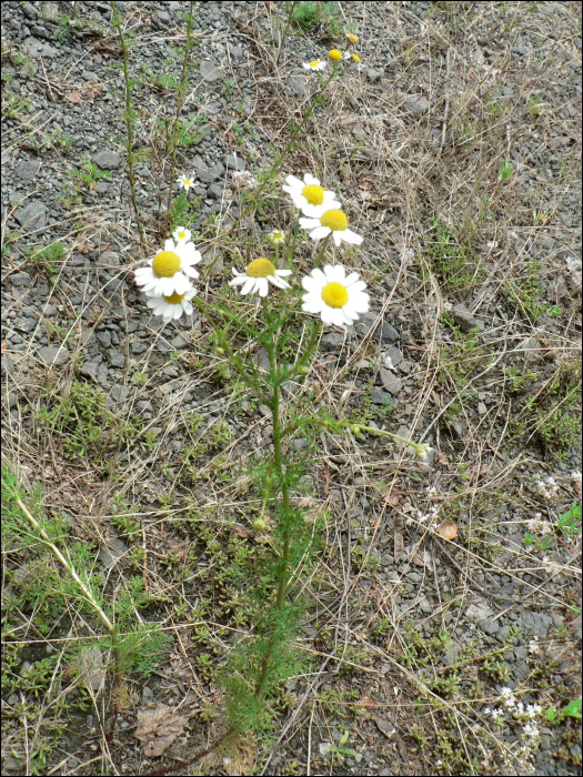 Matricaria chamomilla L. (=Chamomilla recutita).)