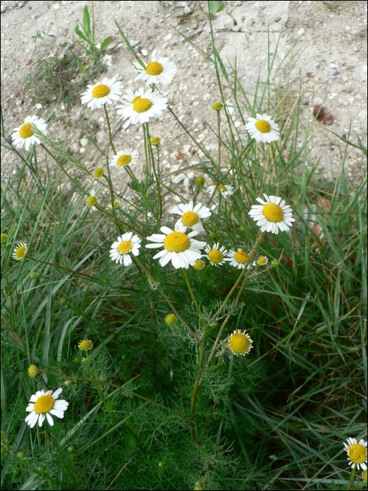 Matricaria chamomilla L. (=Chamomilla recutita).)