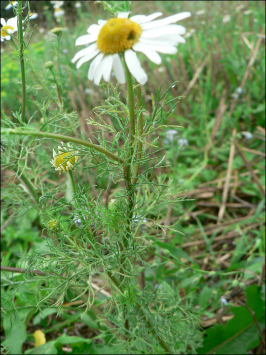 Matricaria chamomilla L. (=Chamomilla recutita).)