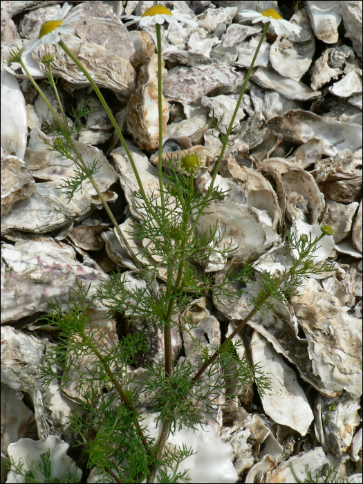 Matricaria chamomilla L. (=Chamomilla recutita).)