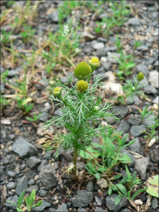 Matricaria discoidea L. (=Matricaria suavolens)