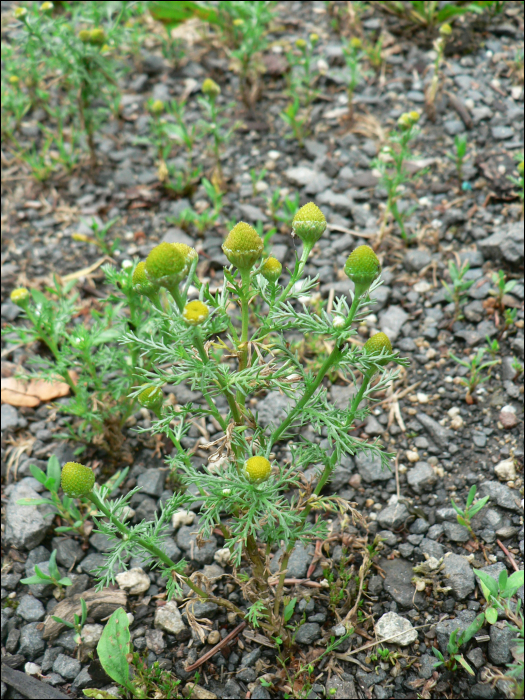 Matricaria discoidea L. (=Matricaria suavolens)