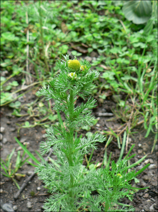 Matricaria discoidea L. (=Matricaria suavolens)