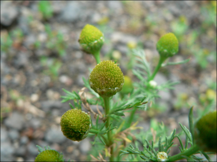 Matricaria discoidea L. (=Matricaria suavolens)