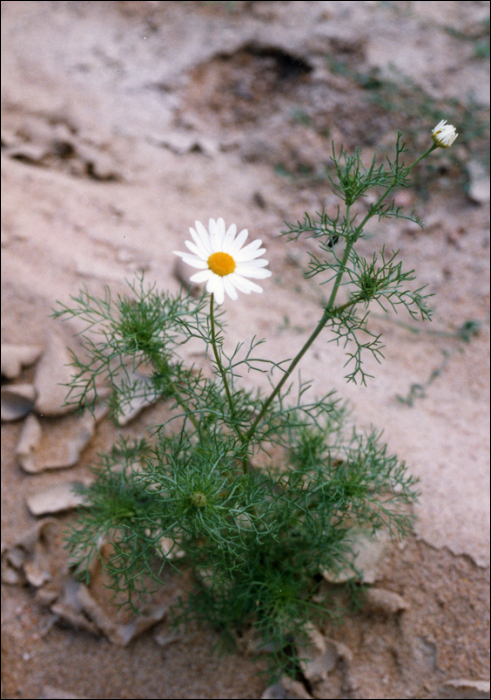 Matricaria perforata (=Matricaria inodora)